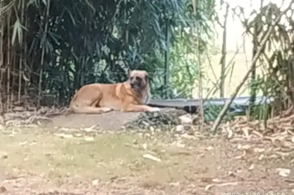 Animaux perdus Avessac, photo: Chien perdu, batard malinois, 50kg, non sociable, collier cuir noir