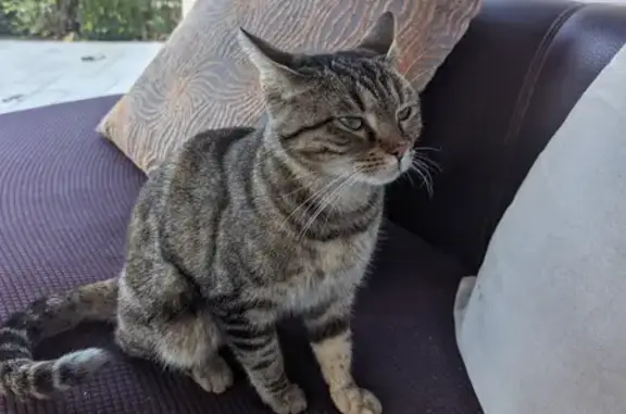 Animaux trouvés Fuveau, photo: Chatte trouvée, 2 ans, câline, non identifiée. Fuveau, PACA.