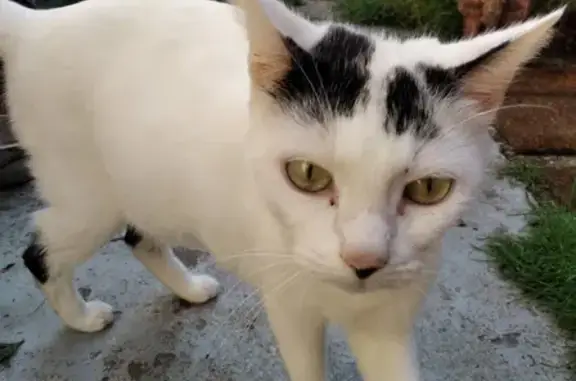 Animaux perdus Jargeau, photo: Chat noir et blanc perdu à Jargeau