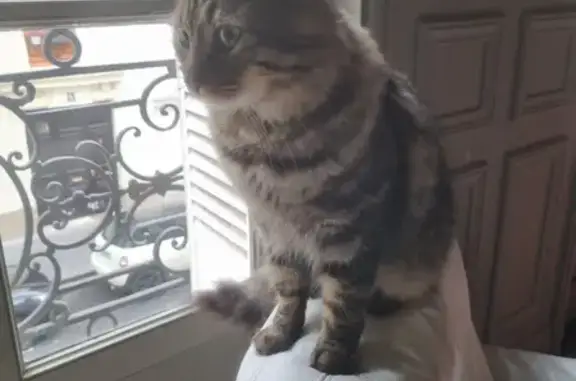 Chat câlin avec collier Weetnet, Paris - photo