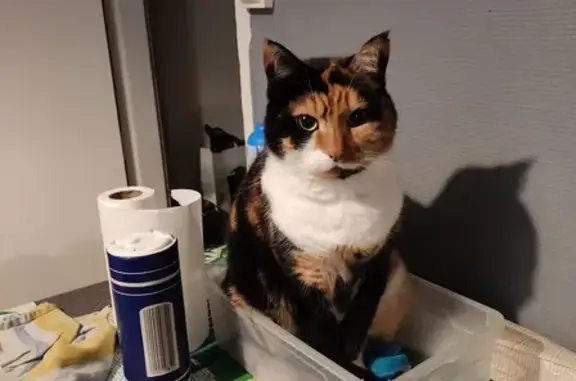 Animaux perdus Les Pieux, photo: Chat tricolore disparu à Les Pieux