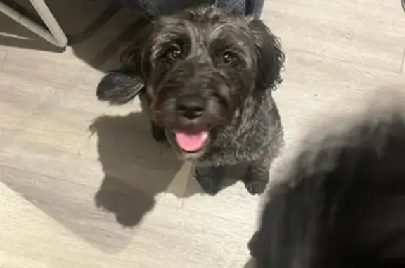 Lost Female Poodle/Beagle Mix, Pink Collar - Southampton