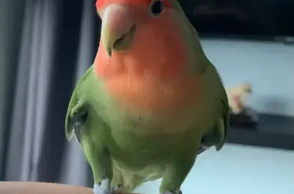 Lost lovebird Lachi: Green and red, loud voice