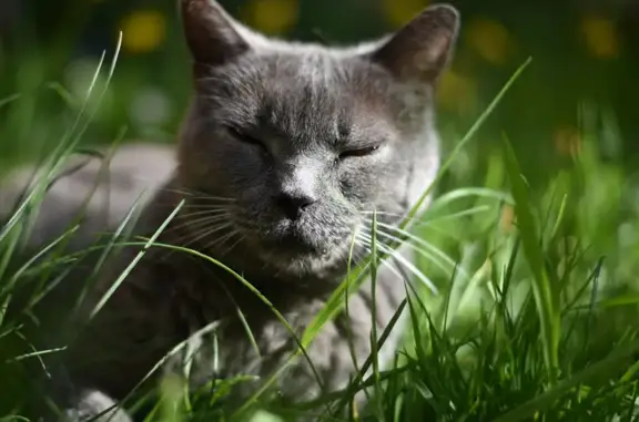 Chat perdu, Étampes, photo: Chat Chartreux perdu à Étampes