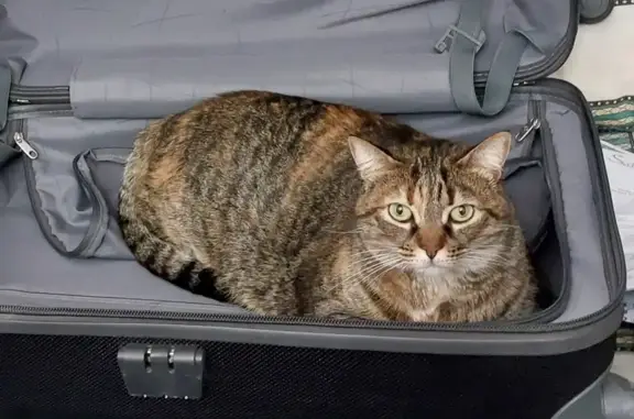 Animaux perdus Marseille, photo: Chat femelle disparu à Marseille