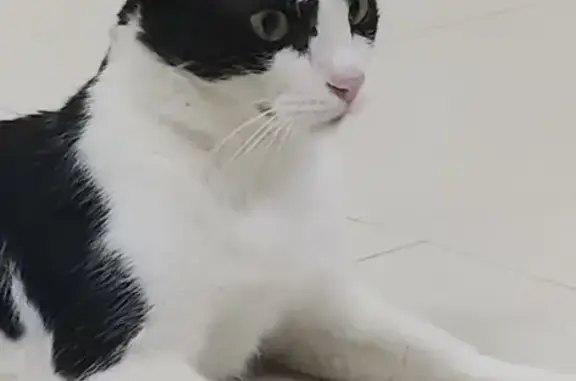 Lost Cat: Black & White, Long Tail, Yio Chu Kang Rd