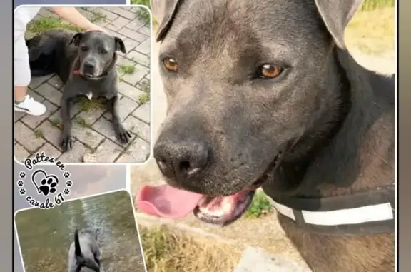 Animaux perdus Ernolsheim-Bruche, photo: Chien mâle gris bleu disparu