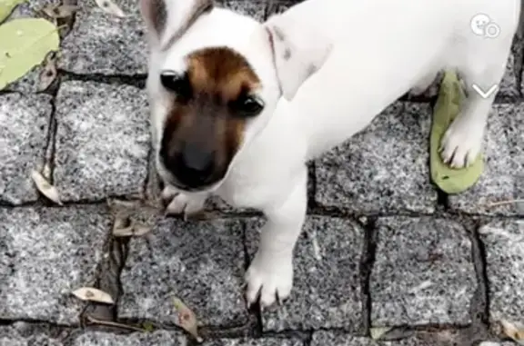 Animaux perdus Eysines, photo: Chien Jack Russel perdu à Eysines