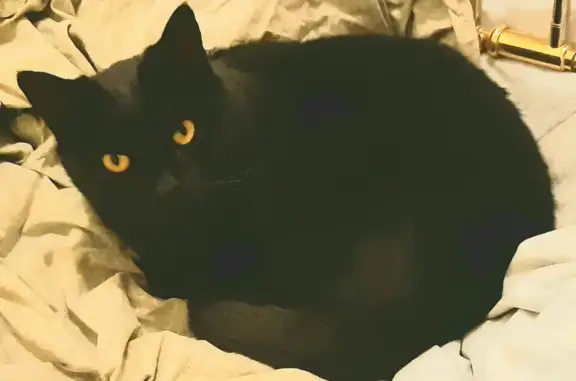Animaux perdus Créteil, photo: Chat disparu, Castré, pucé - Villa Petit Parc 21, Créteil