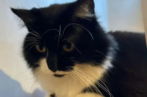 URGENT: Missing Black & White Ragamuffin Cat