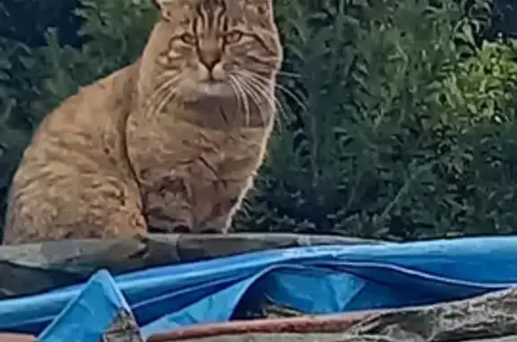 Chat mâle européen errant - photo