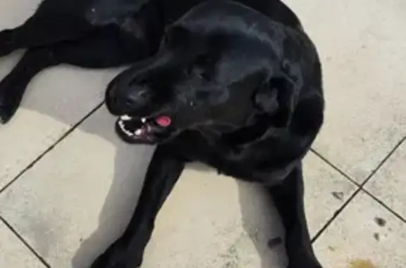Labrador noir mâle trouvé à Bossay-sur-Claise - photo