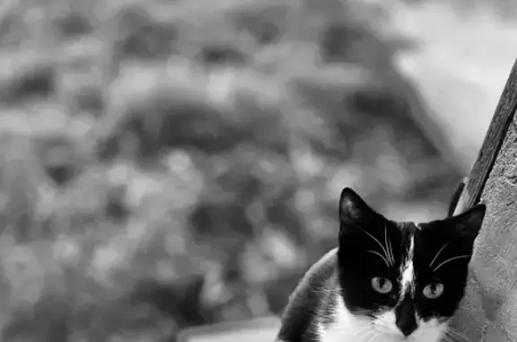 Chat perdu, Barcugnan, photo: Chat craintif disparu 1 an et demi, D 145, Barcugnan