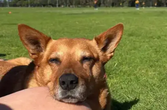 Lost: Friendly Corgi-Fox Terrier Mix in Melbourne