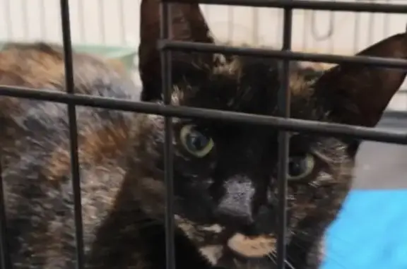 Help Find Moira: Timid Tortoiseshell Rescue Cat Missing