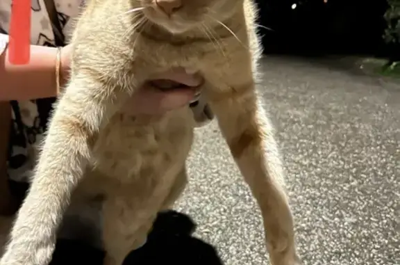 Animaux trouvés Marseille, photo: Chat roux sociable, castré, sans tatouage, cherche foyer.