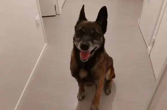 Animaux trouvés Freneuse, photo: Chien trouvé : Berger malinois 8+ ans, Freneuse