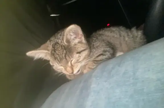 Chat trouvé le 22/10/2023 à Campbon - photo