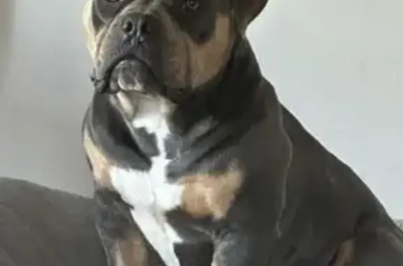 Lost Pocket Bully: Tri-Coloured Dog, Shellharbour Road