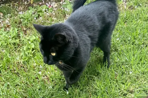 Missing Friendly Black Cat - Naomi Way, Athelstone