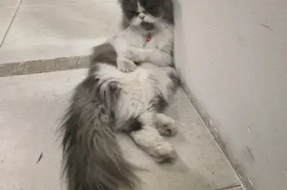 Lost Persian Mix Cat: Grey & White Pattern, Friendly & Small