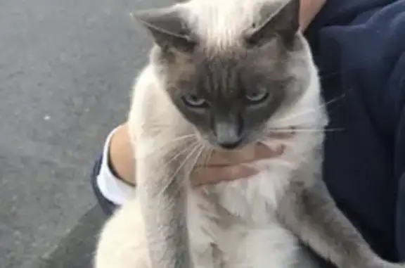 Chat perdu, Moussy-le-Vieux, photo: Chat siamois femelle disparu, besoin médicament. Rue du Bois, Moussy-le-Vieux.