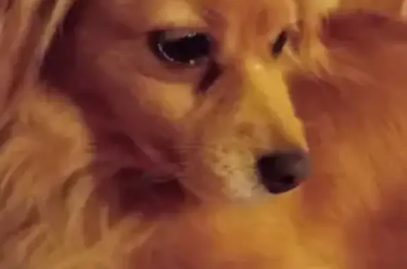 Animaux perdus Bressuire, photo: Chien Croisé Papillon perdu Rue Chaussée, 1, Bressuire