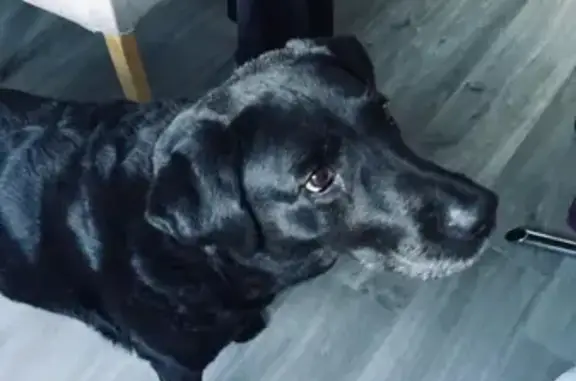 Lost Black Lab Kenzie - Diamond Bridge Area