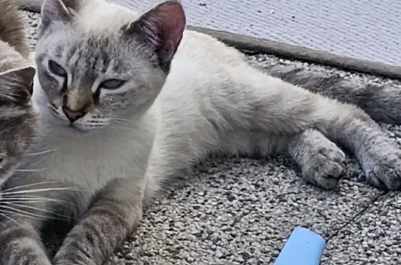Animaux perdus Lormont, photo: Chat Uria, Siamois, perdu Lormont