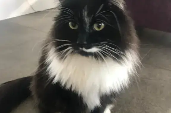 Lost Male Siberian Cat: White & Black, Ashwood Close