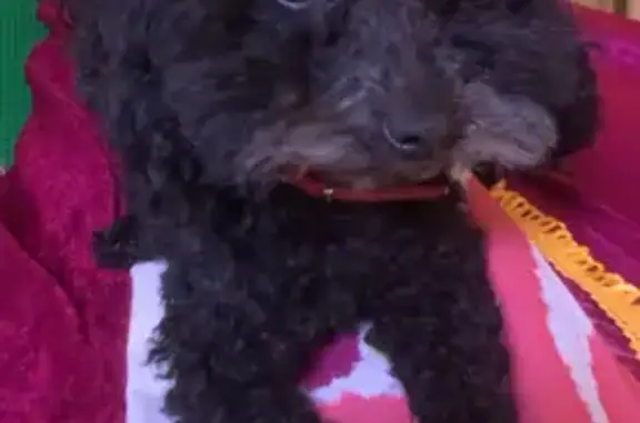 Lost Poodle: Female, Black | Dison Way, Point Cook