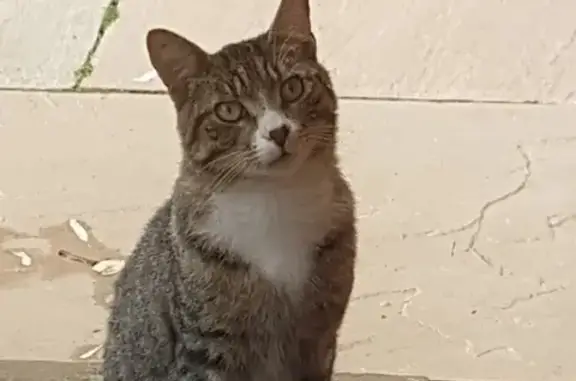 Lost Tabby Cat: Thin & Friendly, Help Needed