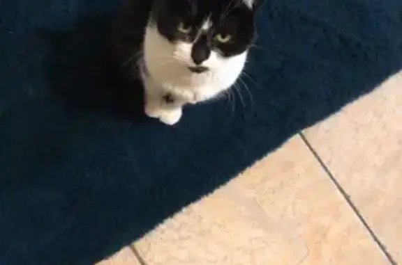 Lost Senior Cat: Female Black & White on Wilton Rd