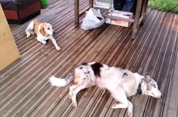 Chien trouvé : Berger australien femelle avec collier électrique, yeux bleu et marron, compagnie chienne beagle harrier. - photo