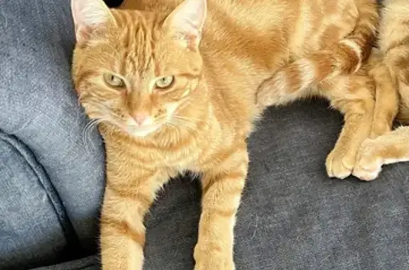 Ginger Timid Cat Found: Biscuit in C102, Burnie