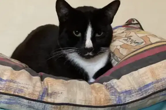 Lost Cat Fletcher: White Moustache at Martin Place