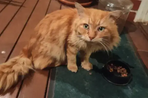 Lost Ginger Cat Found: Kennaway Street, Burnside