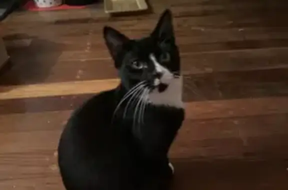 Lost Male Manx Cat: Timid, Black/White, Nemies Road, Brisbane