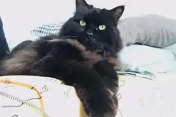 Animaux perdus Épinay-sur-Odon, photo: Chat noir perdu à Épinay-sur-Odon, Calvados. Surnom NANOU, pucé Guiness, 12 ans. Contactez 0677424882.