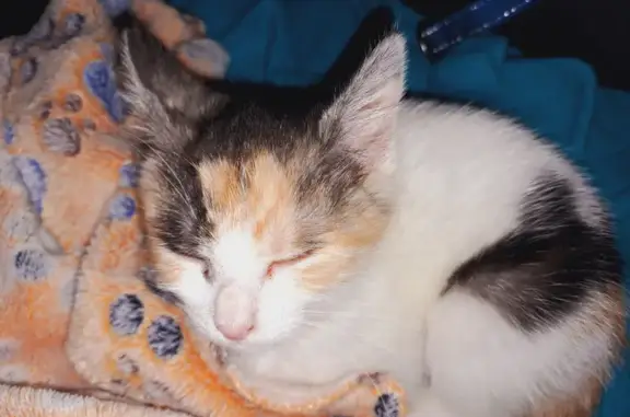 Lost Calico Kitten: White with Shaved Tail | Monaro Street, Blacktown