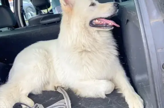 Animaux perdus Feillens, photo: Chien perdu: Berger blanc suisse, peureux mais gentil. Vu près autoroute Crottet. Feillens, Auvergne-Rhône-Alpes.