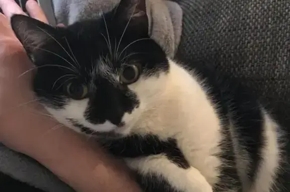 Animaux perdus Sainte-Hermine, photo: Chat Minette perdue, affectueuse, patte blanche, Sainte-Hermine