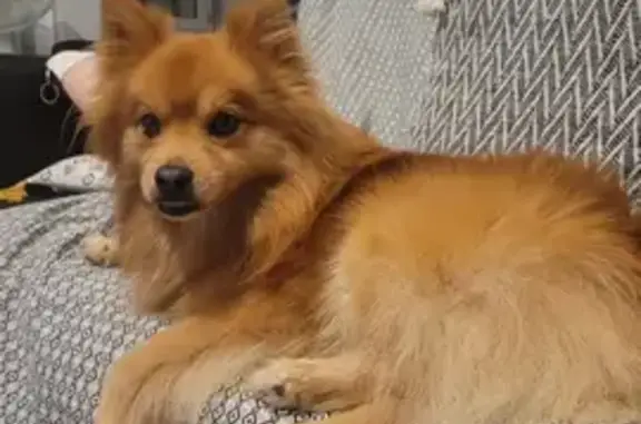Animaux perdus , photo: Chien Néo disparu, mâchoire avancée, Route Mairie, Puycornet