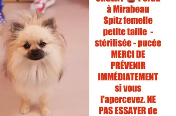 Animaux perdus , photo: Chien spitz femelle perdu: rue Château, Mirabeau