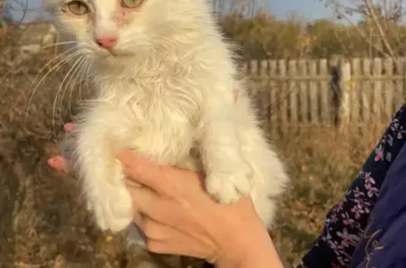 Знайдено ніжну та муркотливу кішечку на вулиці Небесної Сотні, 34а, Житомир