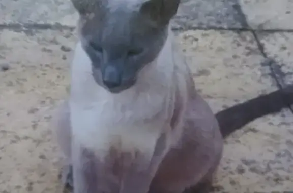 Lost Siamese Cat: 10yo Grey Male, Blue Eyes