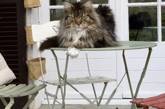 Chat Maine Coon mâle perdu, panaché. Seysses. - photo