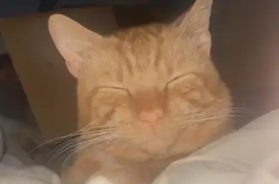 Lost: Large Ginger Male Cat | Patterned Markings | Alexandra St.
