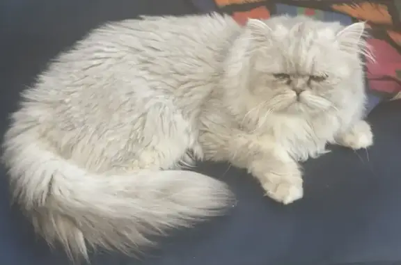 Chat perdu, Voisins-le-Bretonneux, photo: Chat persan silver disparu, blanc/gris. Tel : 06 66 82 26 22, Voisins-le-Bretonneux