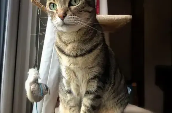 Adventurous Bengal Mix Cat Missing Since October 17th